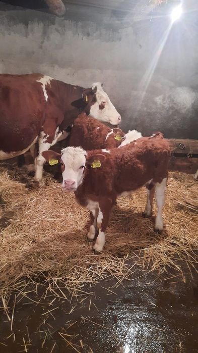 Vând vaca baltata cu 2 vitei gemeni