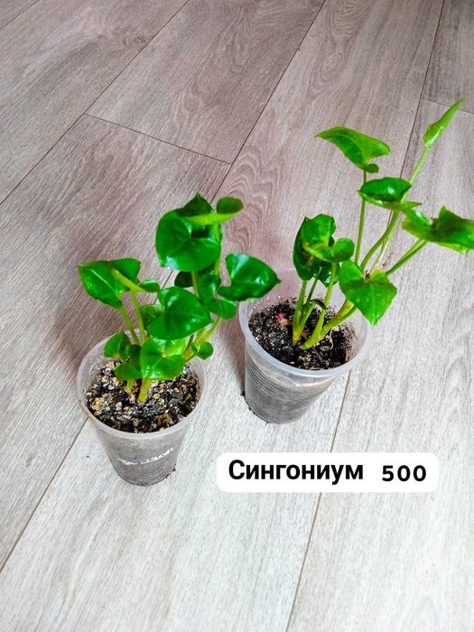 Комнатные растения разного видап