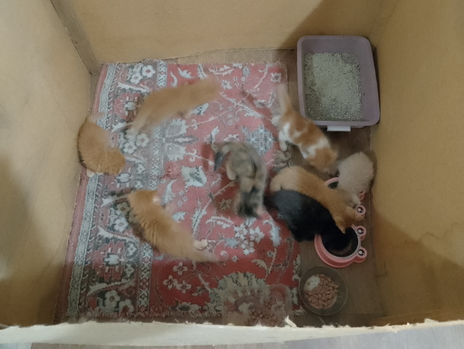 Отдам котят бесплатно