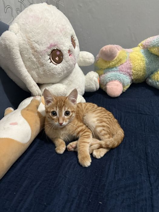 Отдам котика мальчика в хорошие руки