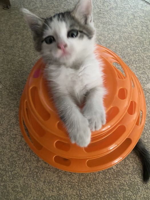 Отдам котенка мальчик