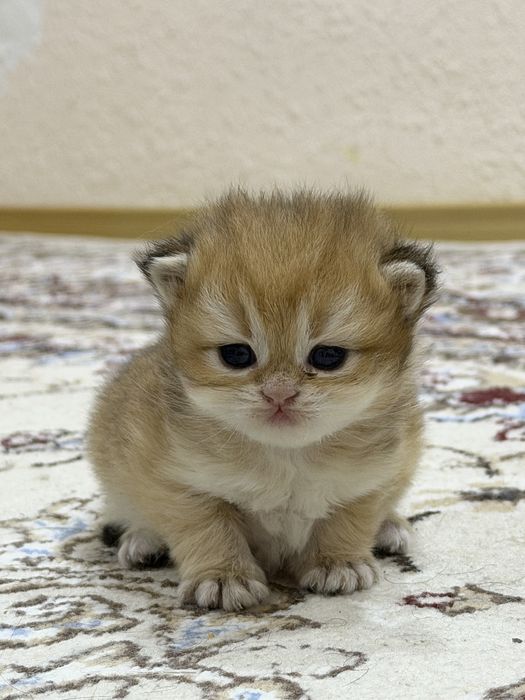 Открылось бронь золотых шиншилл