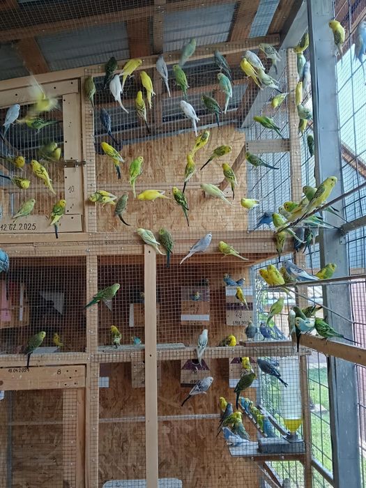Papagali perusi,agapornis  disponibili