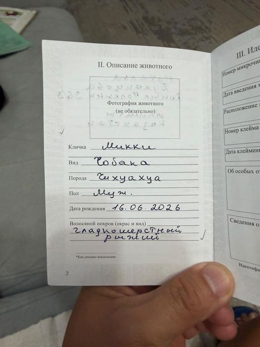 Щенок чихуахуа 3 мес