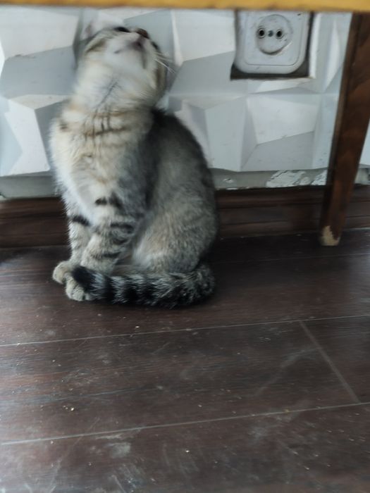 Котята даром в добрые руки