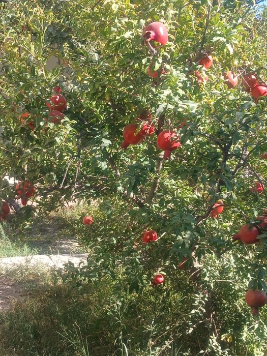 Г.Навои. "Хосил"  Obyekt davlat ro'yxatidan o'tkazilgan.