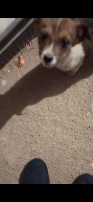 Срочно ищем дом щеночку!