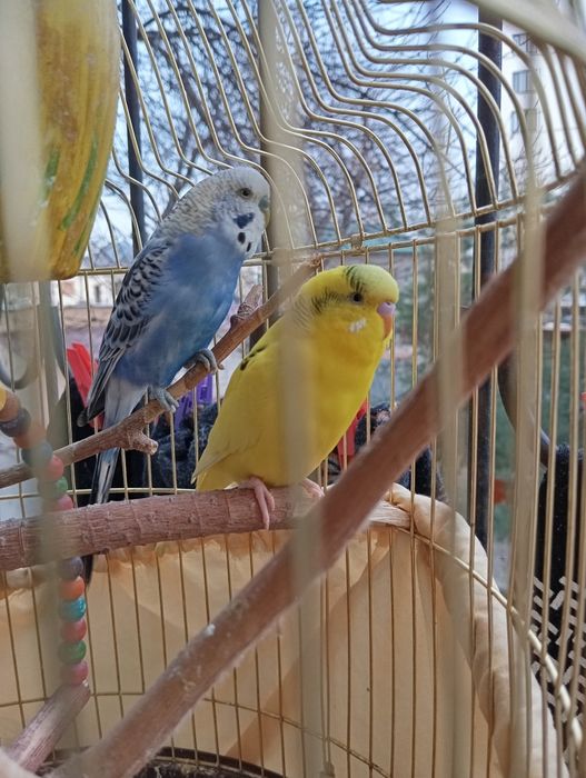 Tõtiqushlar / Qushlar