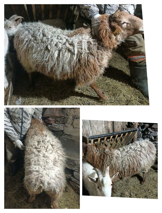 Продается токты 1,5 лет