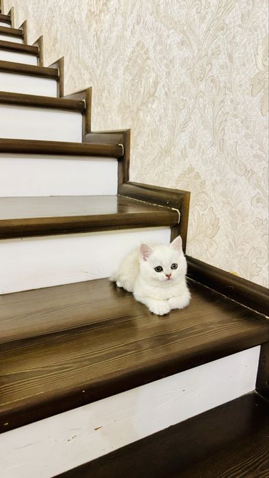 Золотая шиншилла продаётся