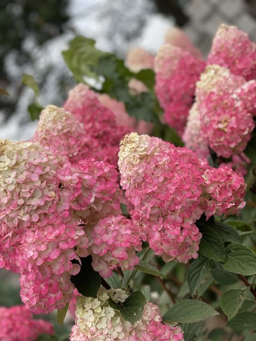 Гортензии метельчатые и древовидные