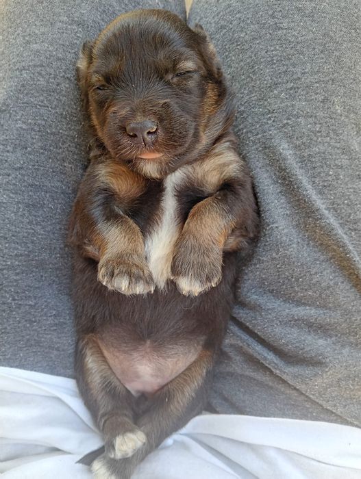 Adoptie pui catei