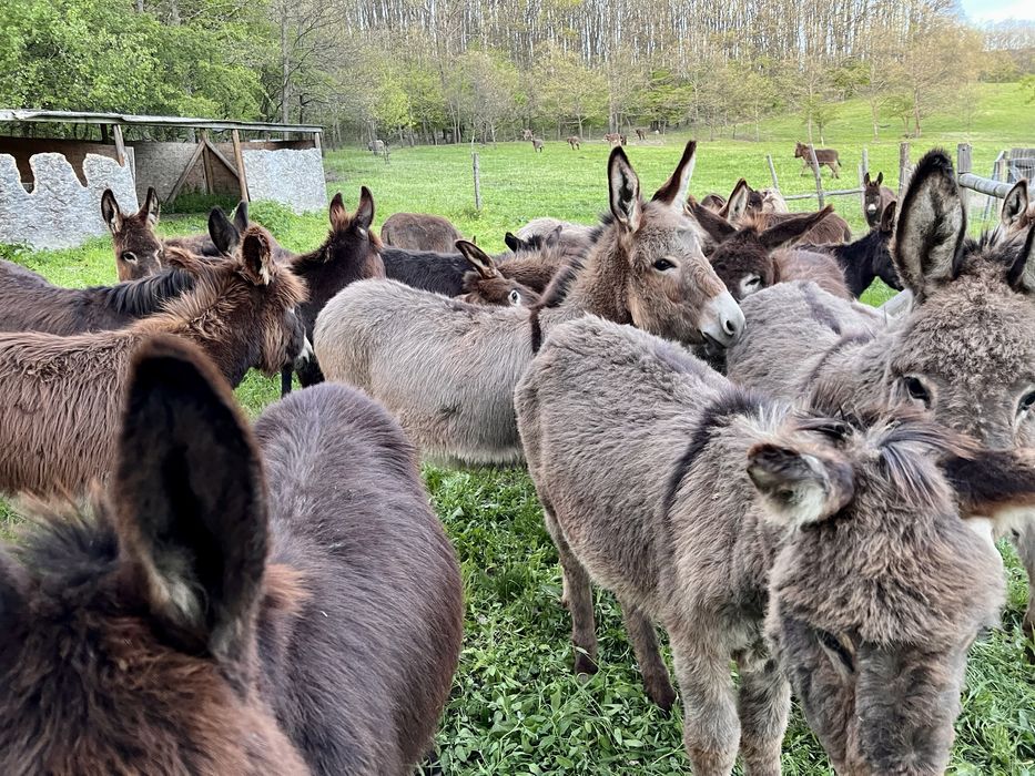 40 măgari masculi – întrețin 40–80 ha fără utilaje (cost minim)