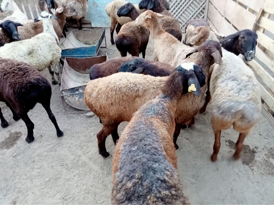 Кои токты бар багылган