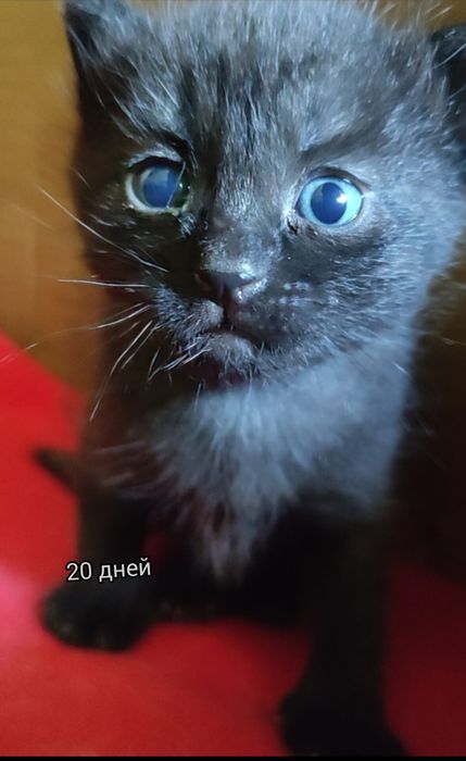 Котята мальчики. За шоколадку