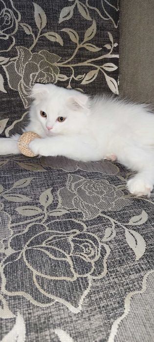 Вислоухие британские котята