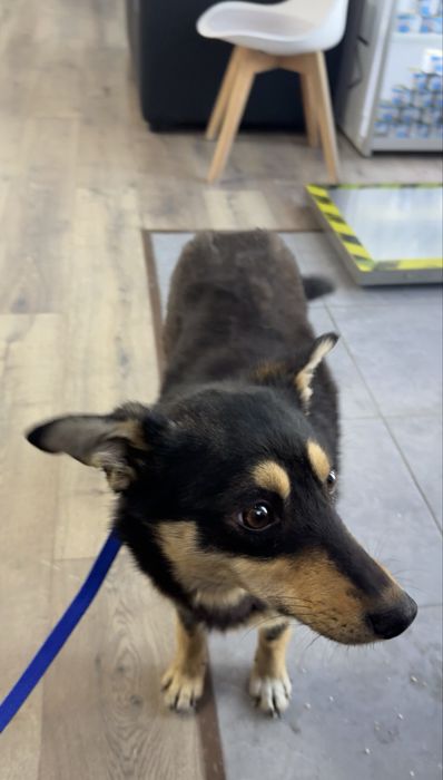 Собачка 7-8 мес, девочка очень ласковая