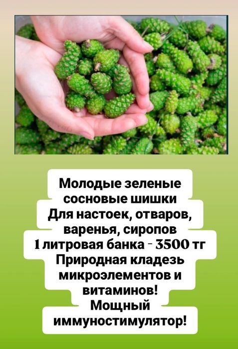Сосновые шишки в меду