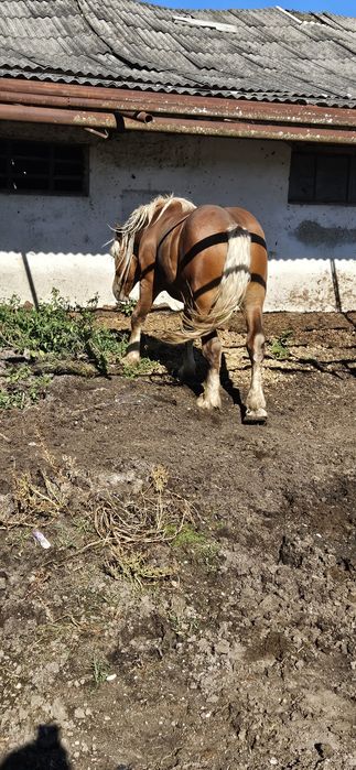 Armăsar comtois 3 ani