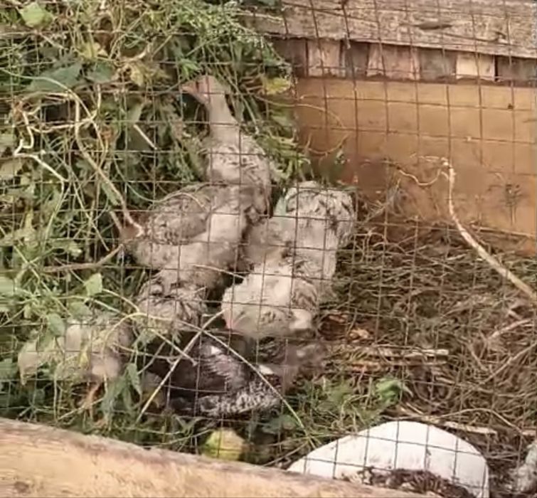 Домашние цыплята балпандар