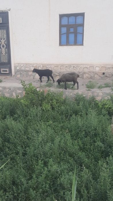 Она бача казоки куй сотилади