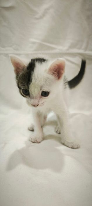 Котенок серо белый