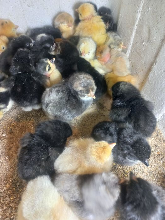 Цыплята домашние