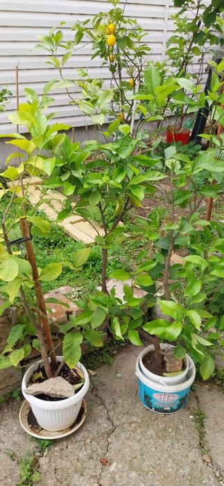 Български лимонови дръвчета