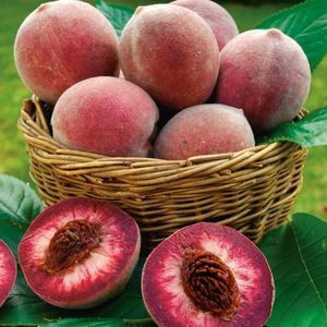 Pomi Fructiferi ( Soiuri Deosebite )