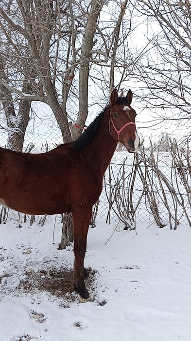 Ассалаумағалейкум тай құнпн шығар