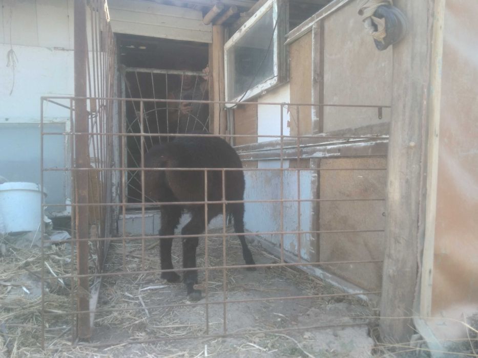 Кучкары ,кучкор.