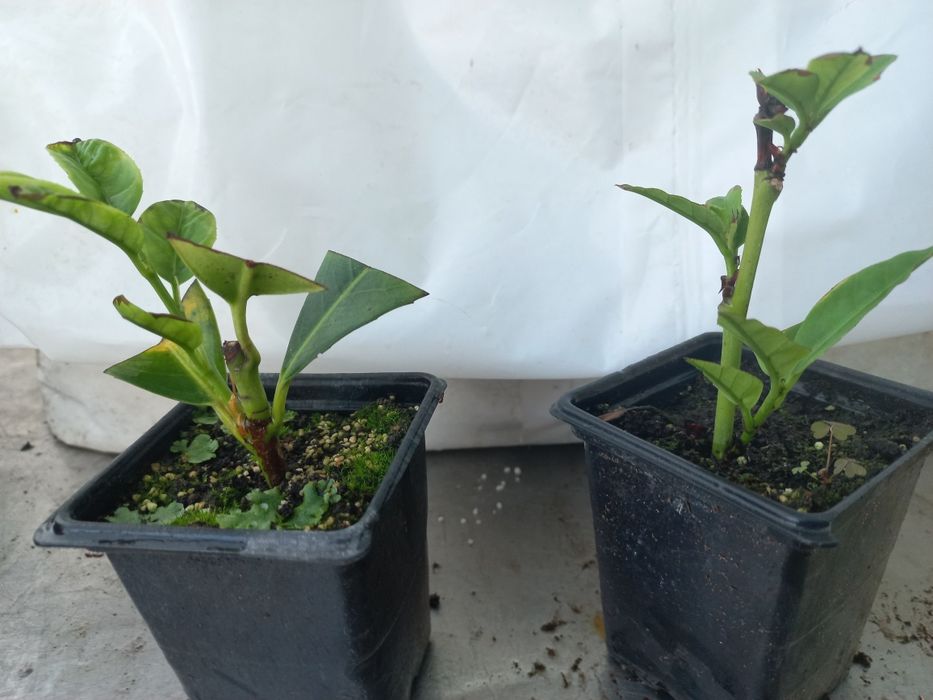 Разсад ТУЯ СМАРАГД и др. вечнозелени растения