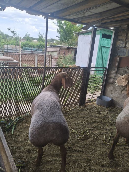 Кошкар (Арашан)..