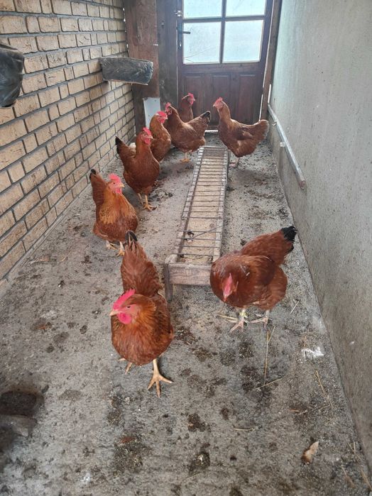 De vânzare găini New hampshire