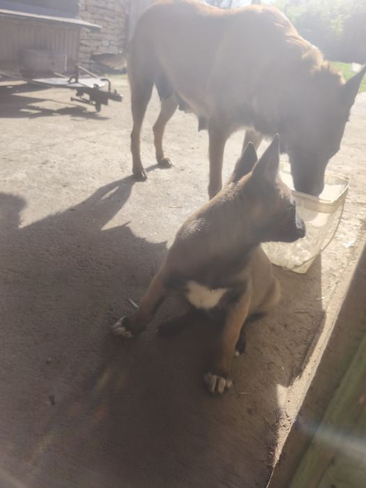 Белгийска овчарка-Малиноа