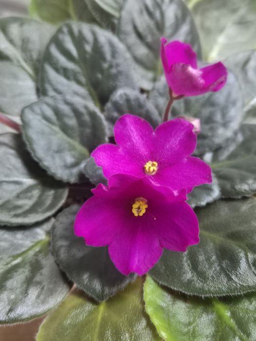 Комнатный цветок. Фиалка.