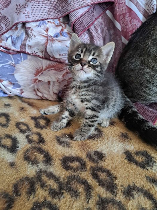 котяток пристраиваю
