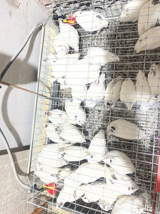 Prepelițe de vânzare-ouătoare