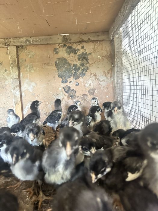 Yalangoch tabiatshunos yigitlar