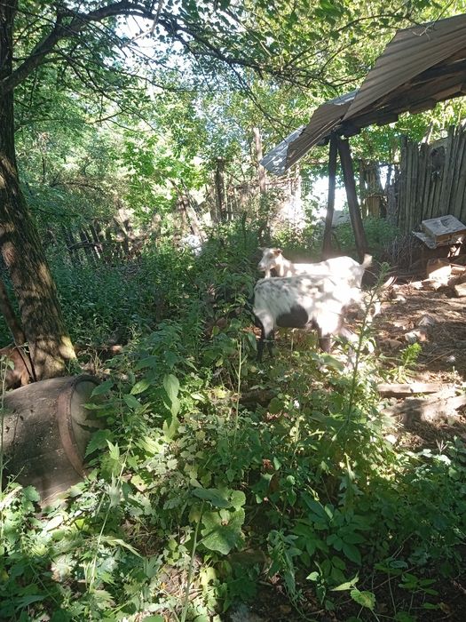 Se vând păsări de curte crescute bio