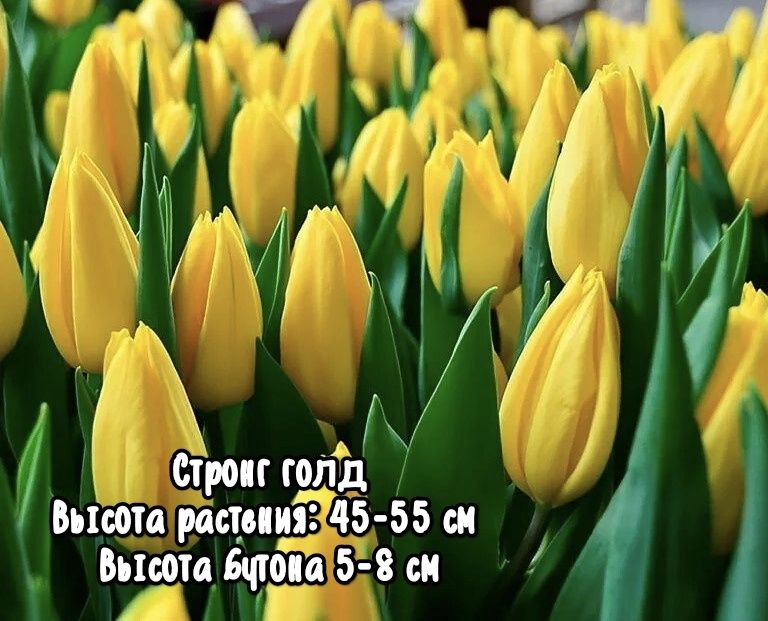 Тюльпаны к 8 марта