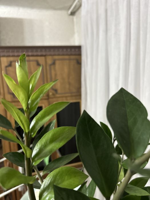 Замиокулькас, долларовое дерево.