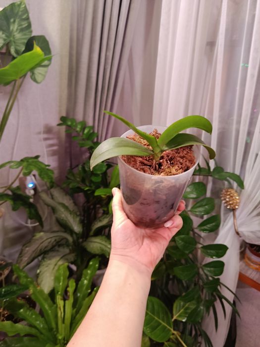 Продам комнатные цветы