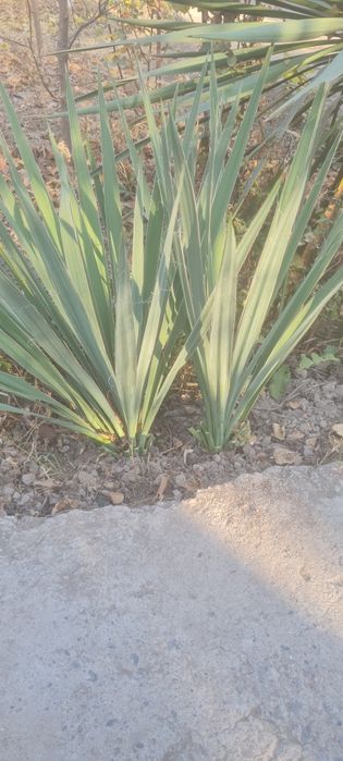 Цветок юкка гули