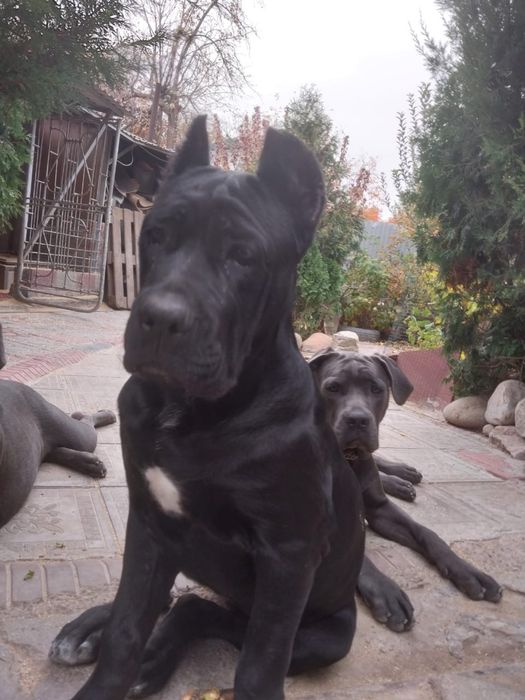 Продаются щенки «Кане Корсо», девочка