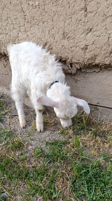 Козлы. Продаётся