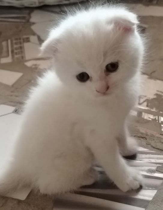Mushuk va bolalari