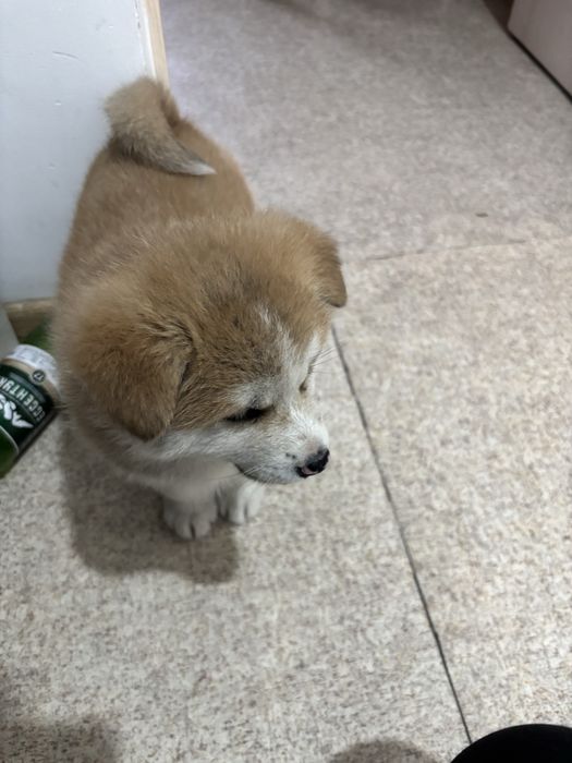 Японской Акита Ину Девочка Хатико