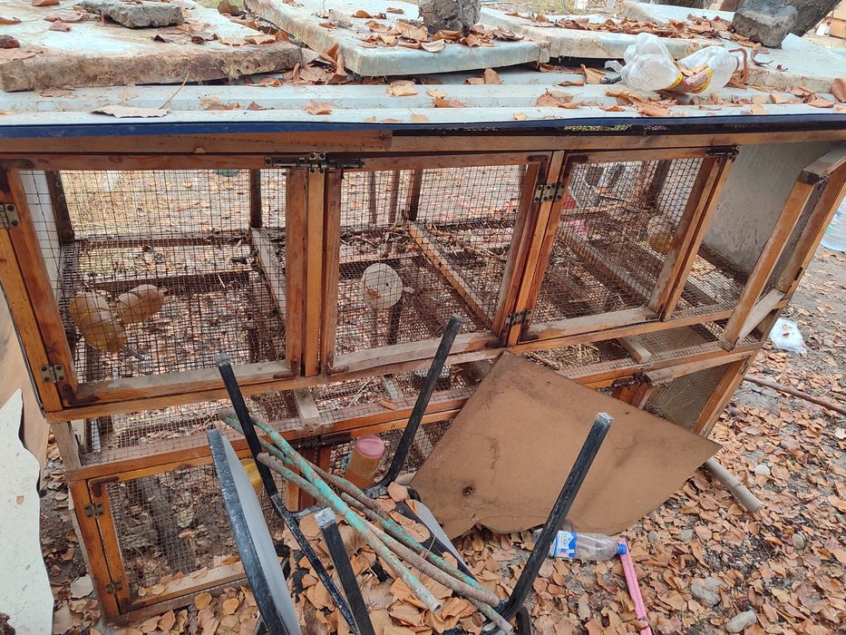 Katak tayor quyon uchun