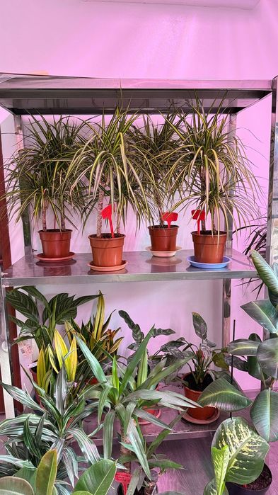 Комнатные цветы в ассортименте